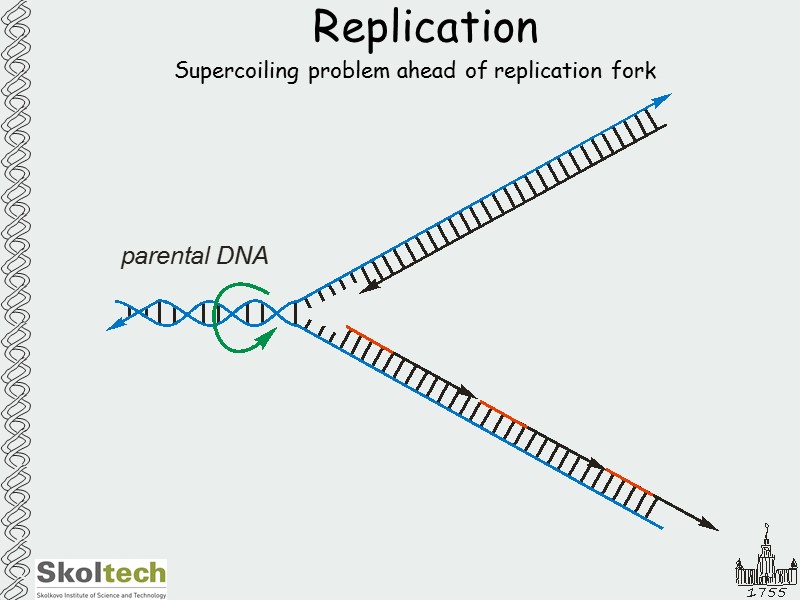 Replication Supercoiling problem ahead of replication fork